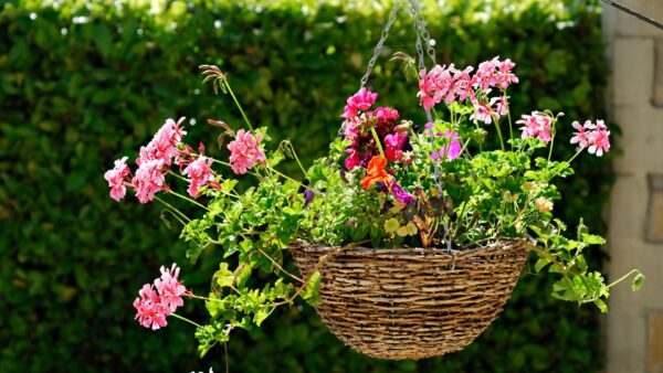 Hanging Basket with Artificial Geraniums - Outdoor or Indoor Decorative Plant