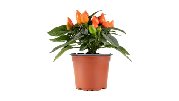 Ornamental Pepper Plant in Pot - Colorful Home Decor